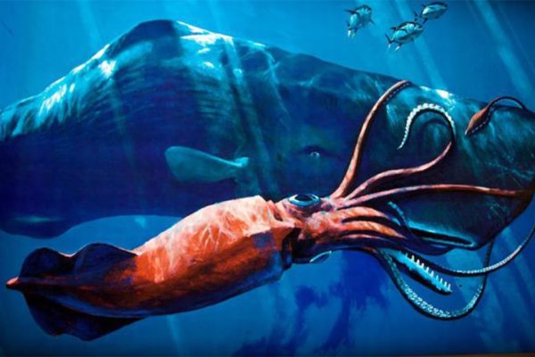 Kraken магазин