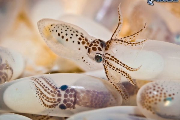 Kraken россия