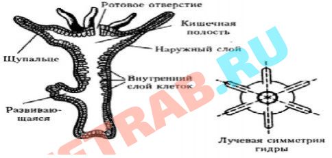 Кракен даркнет официальный сайт